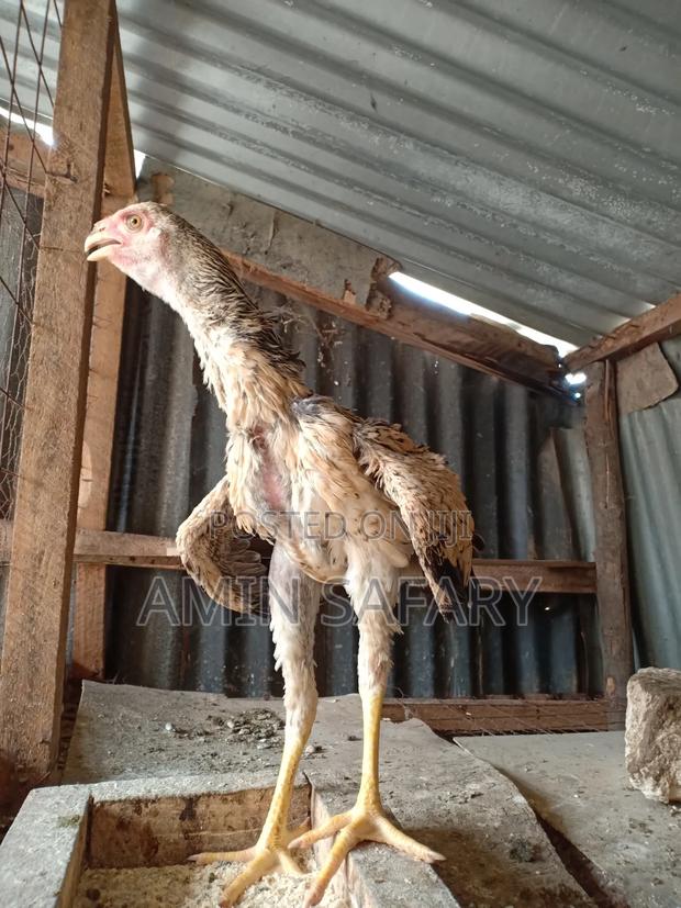 Female Aseel Kuchi on Sale - thumbnail 4