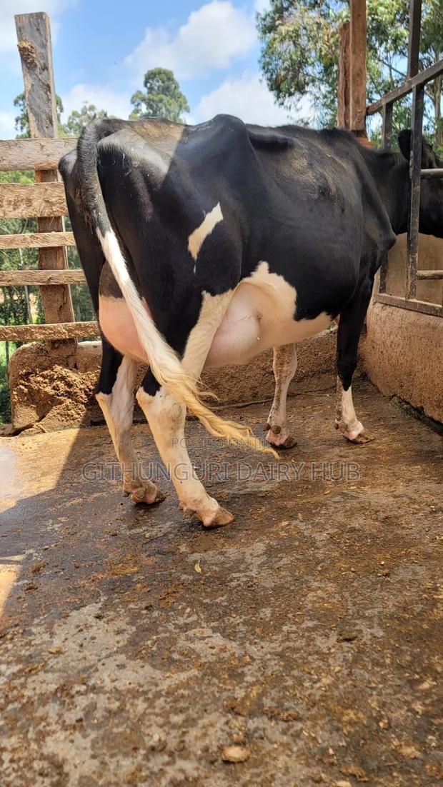 Super Pedigree Milkers