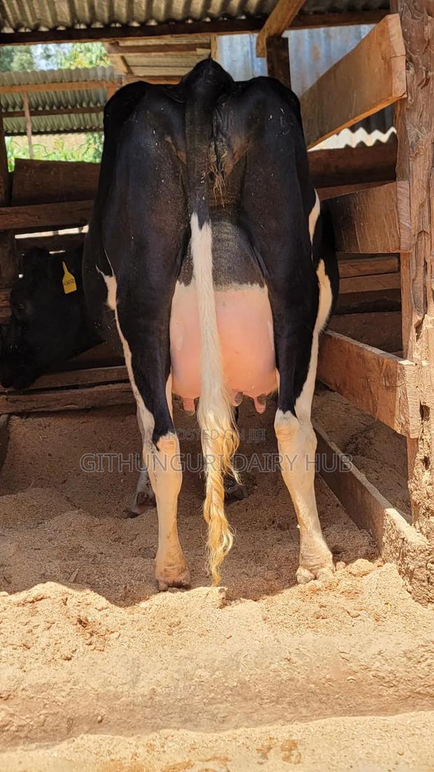 Super Pedigree Milkers - thumbnail 2