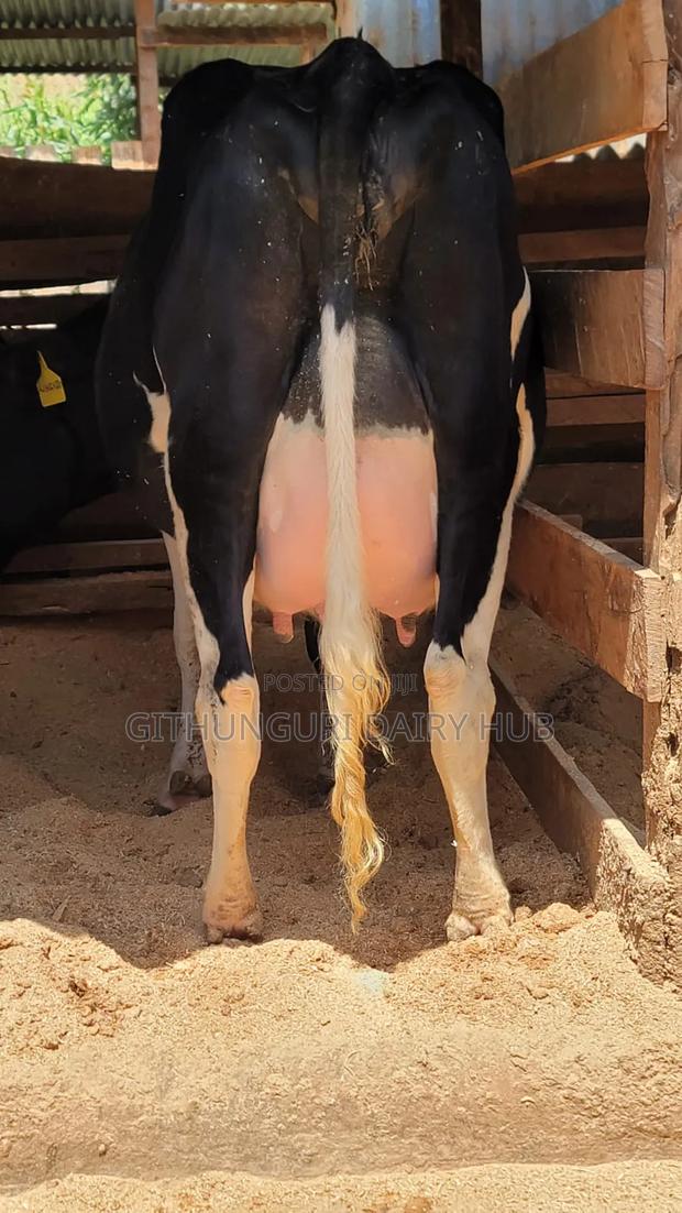 Super Pedigree Milkers - thumbnail 3