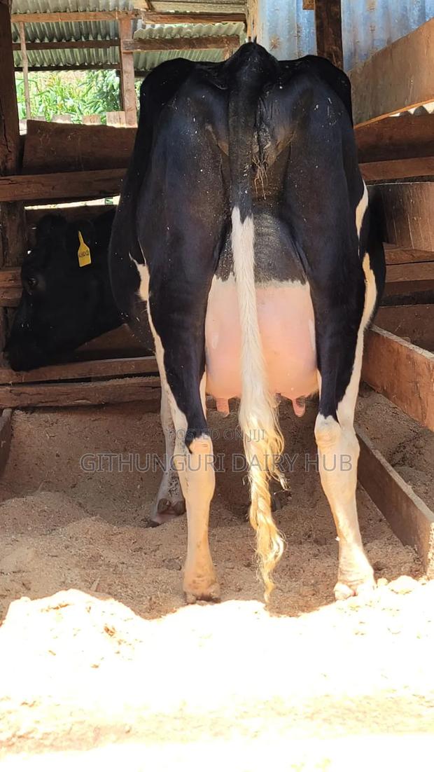 Super Pedigree Milkers - thumbnail 4