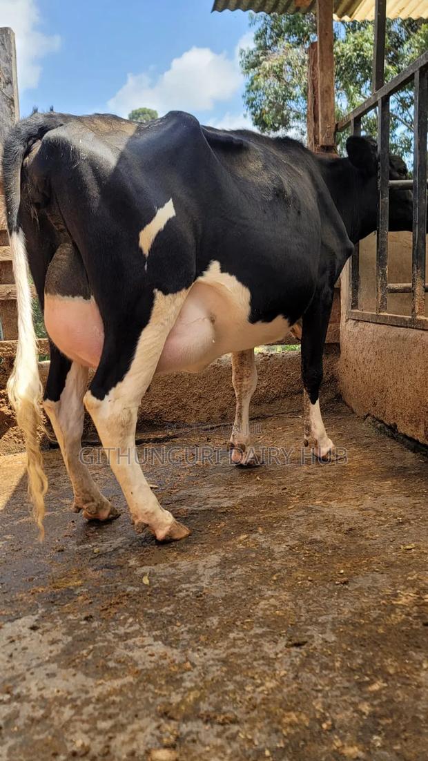 Super Pedigree Milkers - thumbnail 5