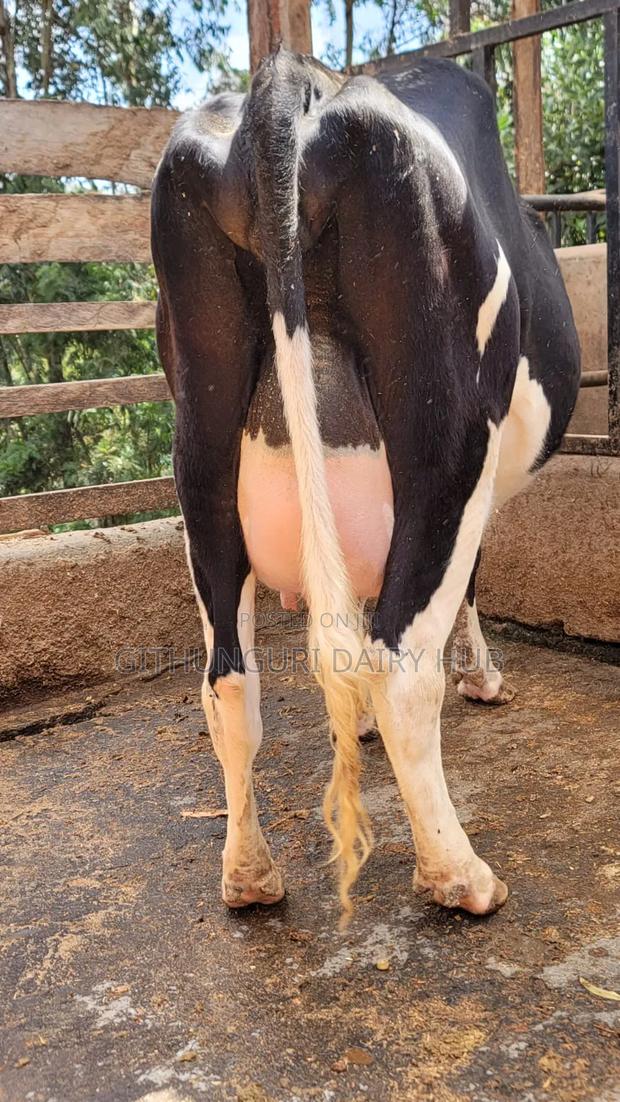 Super Pedigree Milkers - thumbnail 6