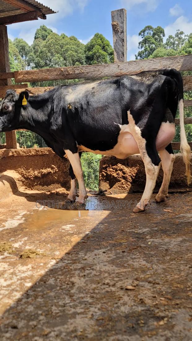 Super Pedigree Milkers - thumbnail 7