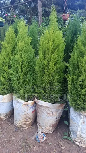 Northern White-Cedar, Eastern White-Cedar, or Arborvitae.
