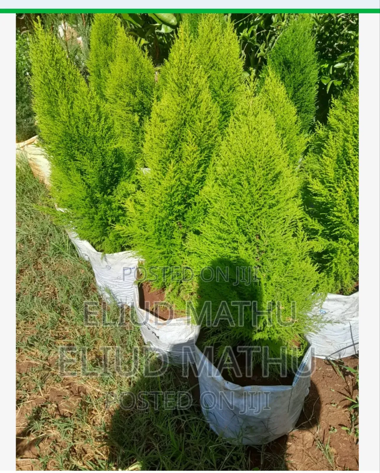 Northern White-Cedar, Eastern White-Cedar, or Arborvitae.