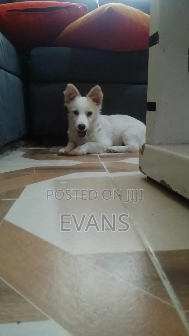 3-6 months Female Purebred Chihuahua