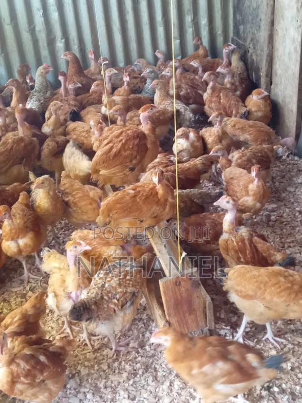 Kenbro Chick's