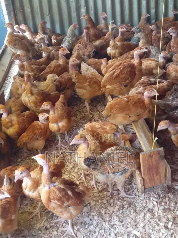 Kenbro Chick's - thumbnail 2