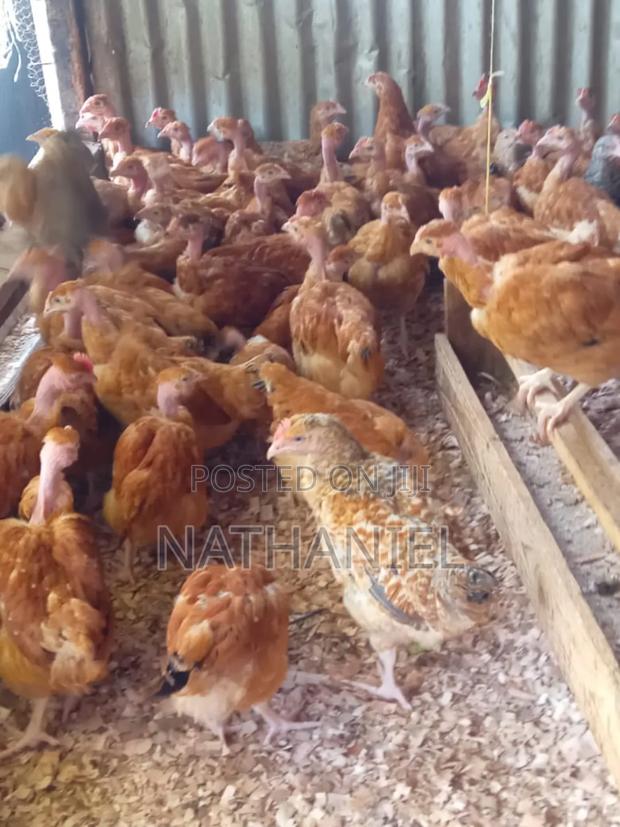 Kenbro Chick's - thumbnail 3