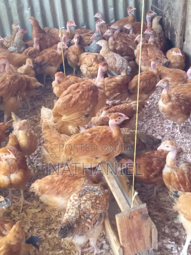 Kenbro Chick's - thumbnail 4