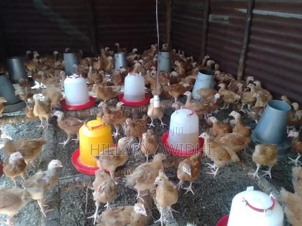 Sasso F1 Pure - main view