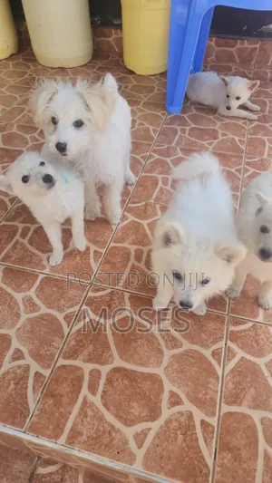 1-3 months Male Purebred Japanese Spitz