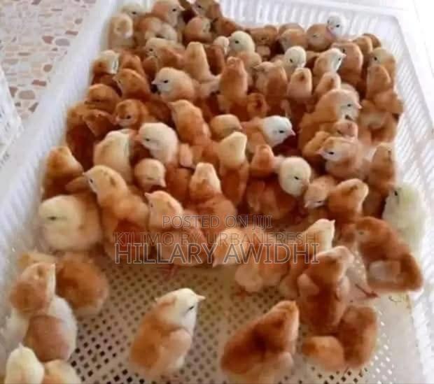 Improved Kienyeji Ji F1 - main view