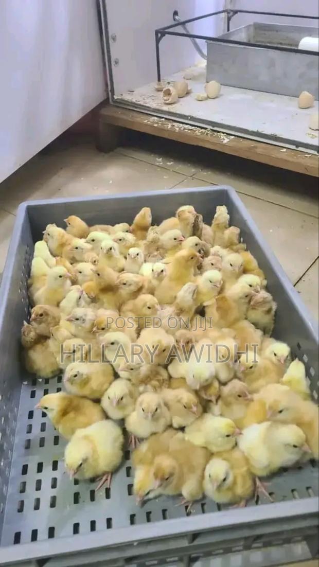 Improved Kienyeji Ji F1 - thumbnail 2