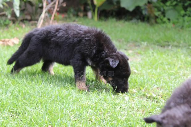 1-3 months Male Purebred German Shepherd - thumbnail 7
