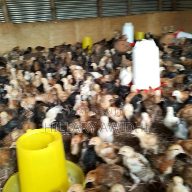 Improved Kienyeji - main view