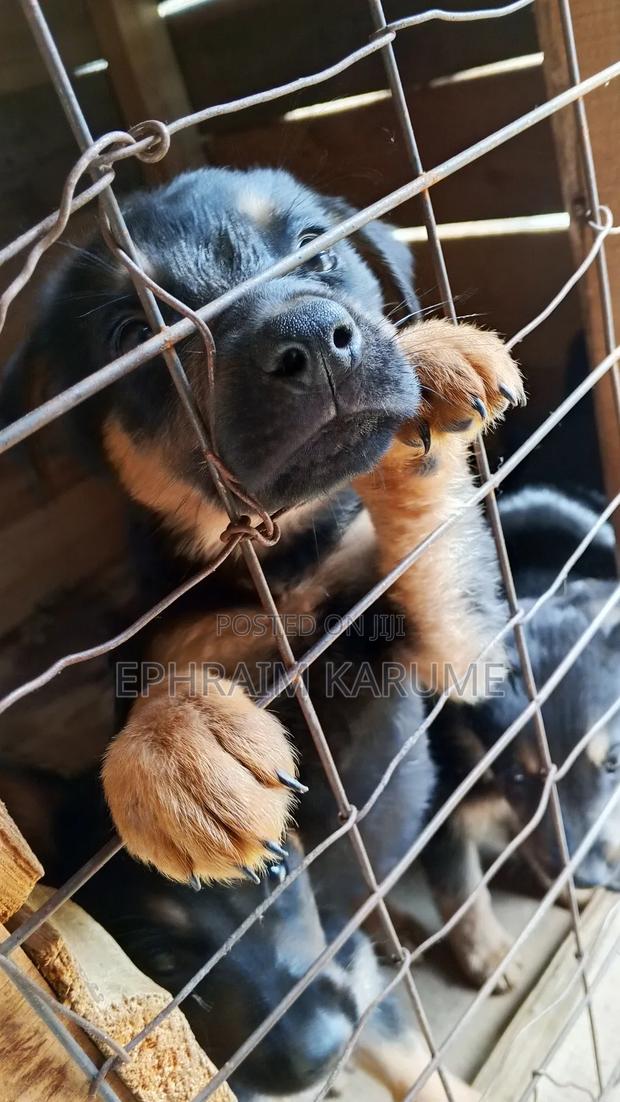 1-3 months Male Purebred Rottweiler