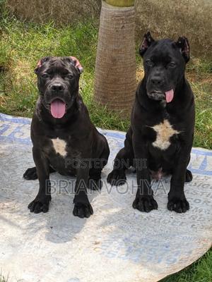 3-6 months Male Purebred Cane Corso - thumbnail 2