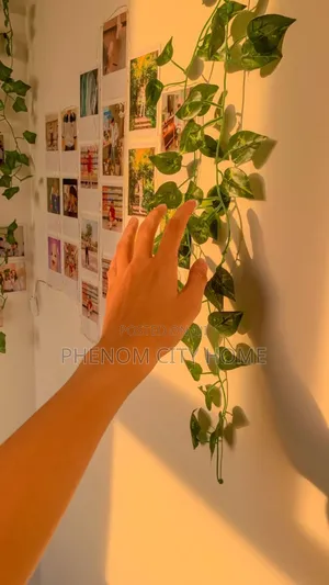 Aesthetic Green Vines/Money Plant