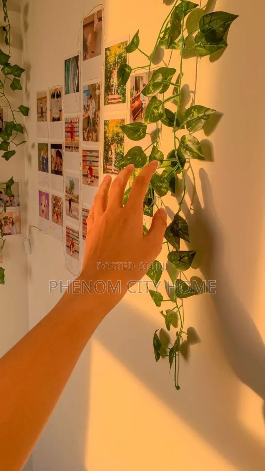 Aesthetic Green Vines/Money Plant