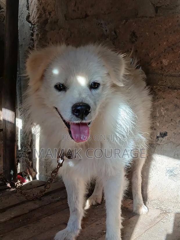 6-12 months Male Purebred Japanese Spitz - main view