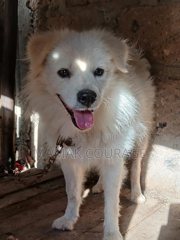 6-12 months Male Purebred Japanese Spitz - thumbnail 3