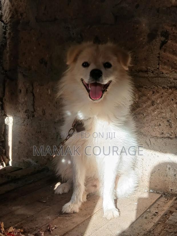 6-12 months Male Purebred Japanese Spitz - thumbnail 4