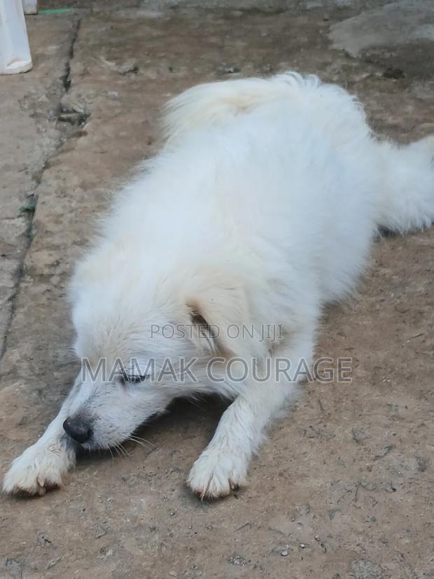 6-12 months Male Purebred Japanese Spitz - thumbnail 5