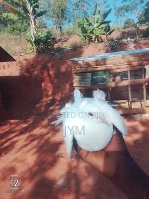 Indian Fantails - thumbnail 2