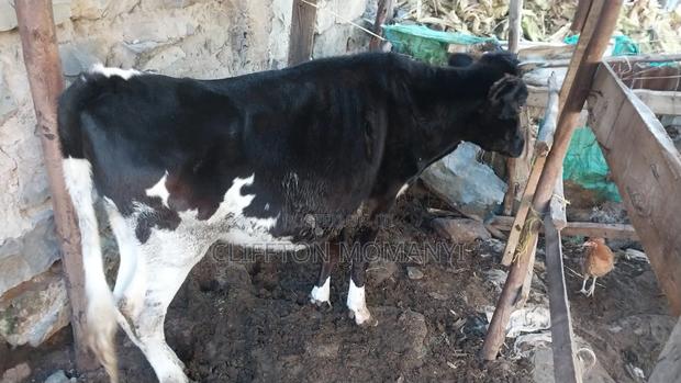 Fresian Cow - main view