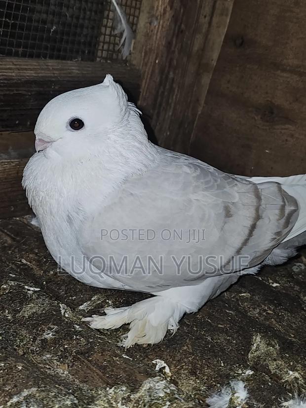 Satinate Pair - main view