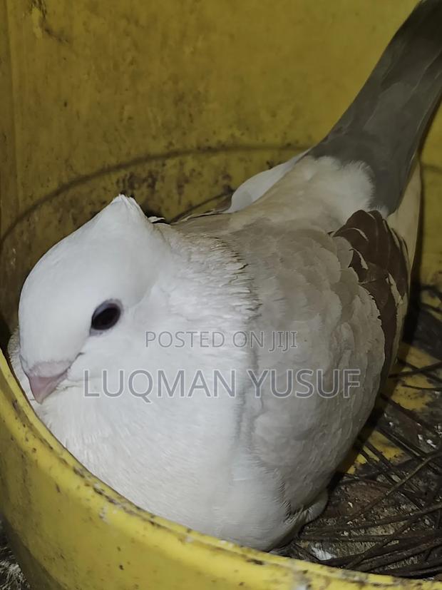 Satinate Pair - thumbnail 3