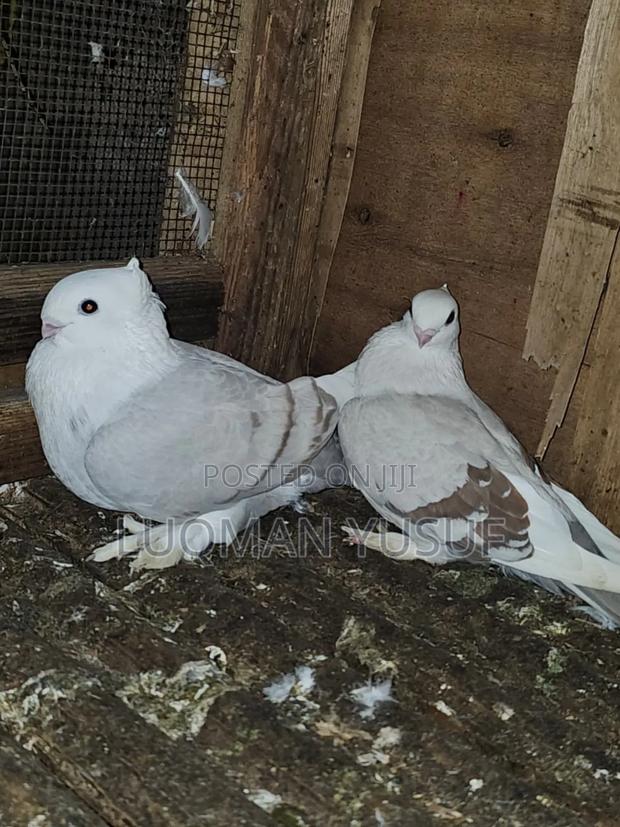 Satinate Pair - thumbnail 5