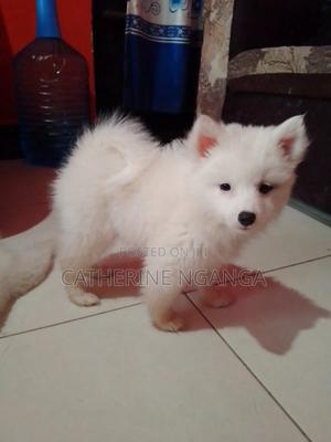 1-3 months Male Purebred Japanese Spitz - thumbnail 2