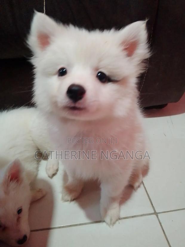 1-3 months Male Purebred Japanese Spitz - thumbnail 3