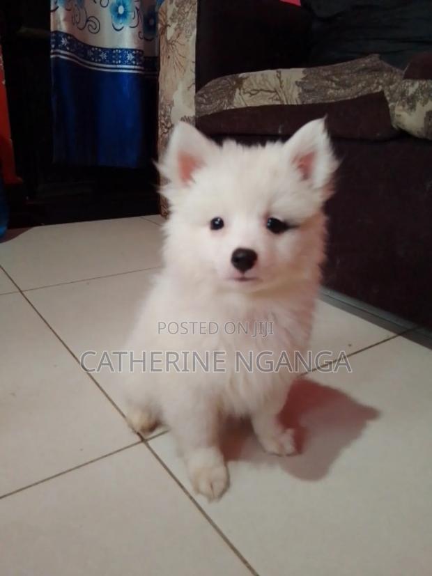 1-3 months Male Purebred Japanese Spitz - thumbnail 4