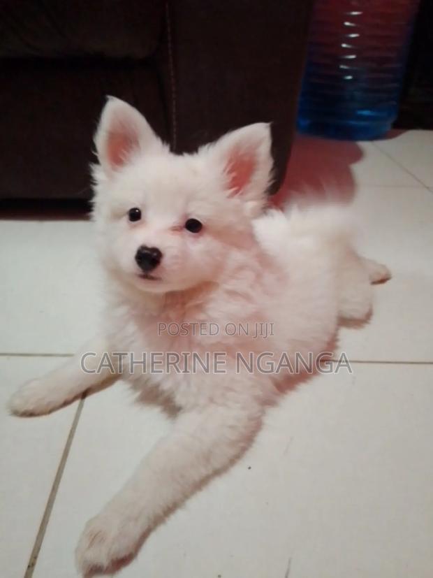 1-3 months Female Purebred Japanese Spitz - main view