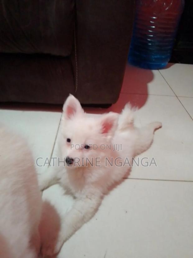 1-3 months Female Purebred Japanese Spitz - thumbnail 2