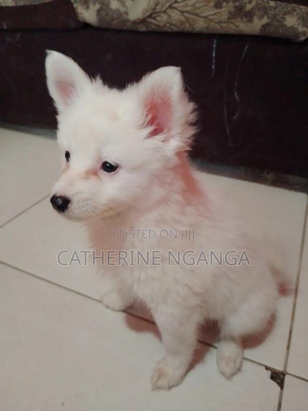 1-3 months Female Purebred Japanese Spitz - thumbnail 3