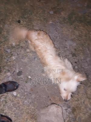 1+ year Female Purebred Japanese Spitz - thumbnail 2