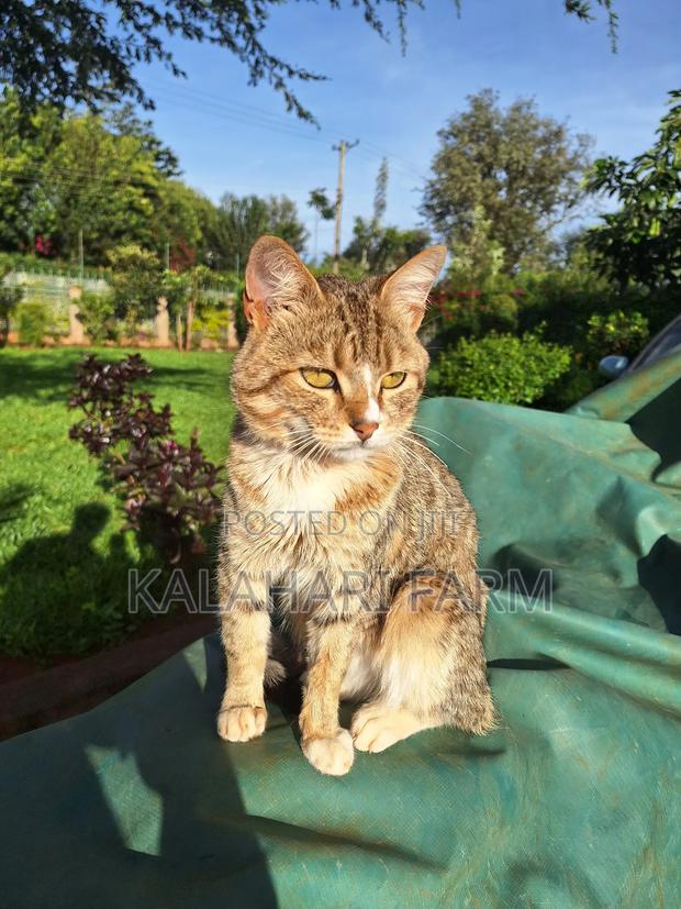6-12 months Male Purebred Tabby - main view