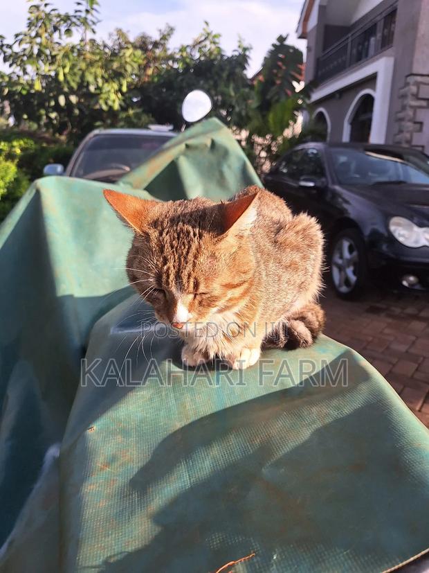 6-12 months Male Purebred Tabby - thumbnail 2