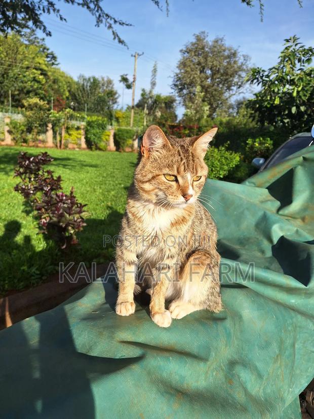 6-12 months Male Purebred Tabby - thumbnail 3