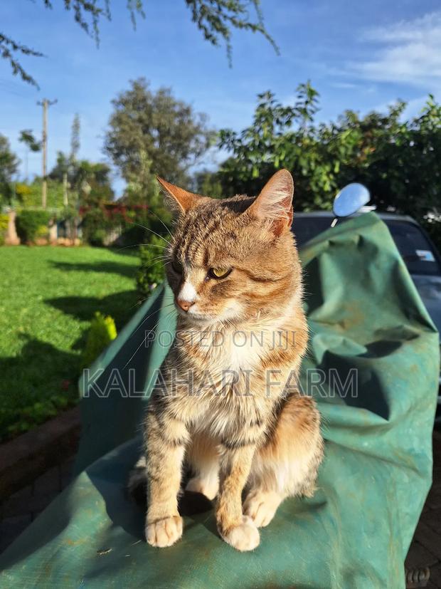 6-12 months Male Purebred Tabby - thumbnail 4