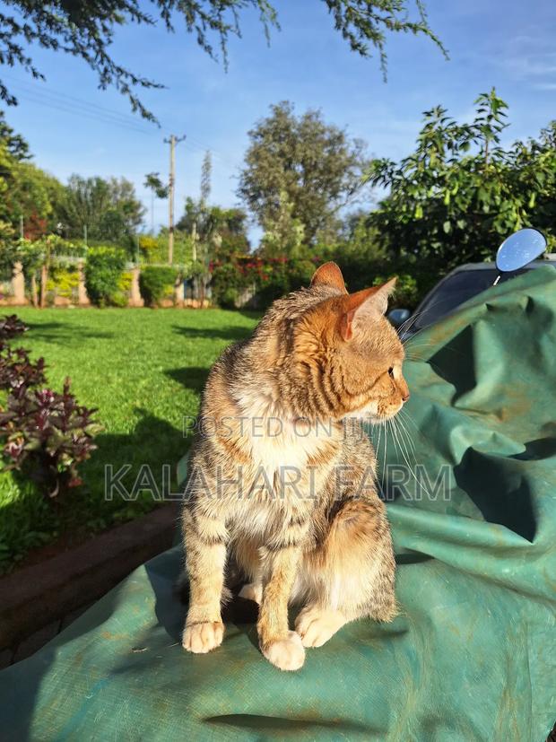 6-12 months Male Purebred Tabby - thumbnail 5