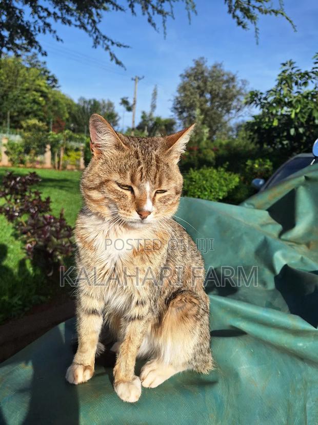 6-12 months Male Purebred Tabby - thumbnail 6