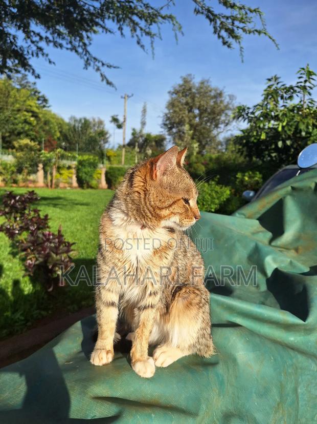 6-12 months Male Purebred Tabby - thumbnail 7