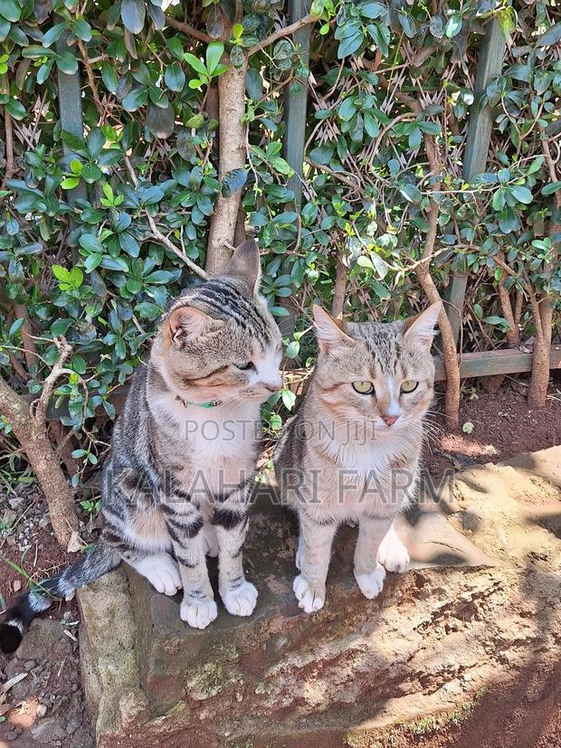 6-12 months Male Purebred Tabby - thumbnail 9