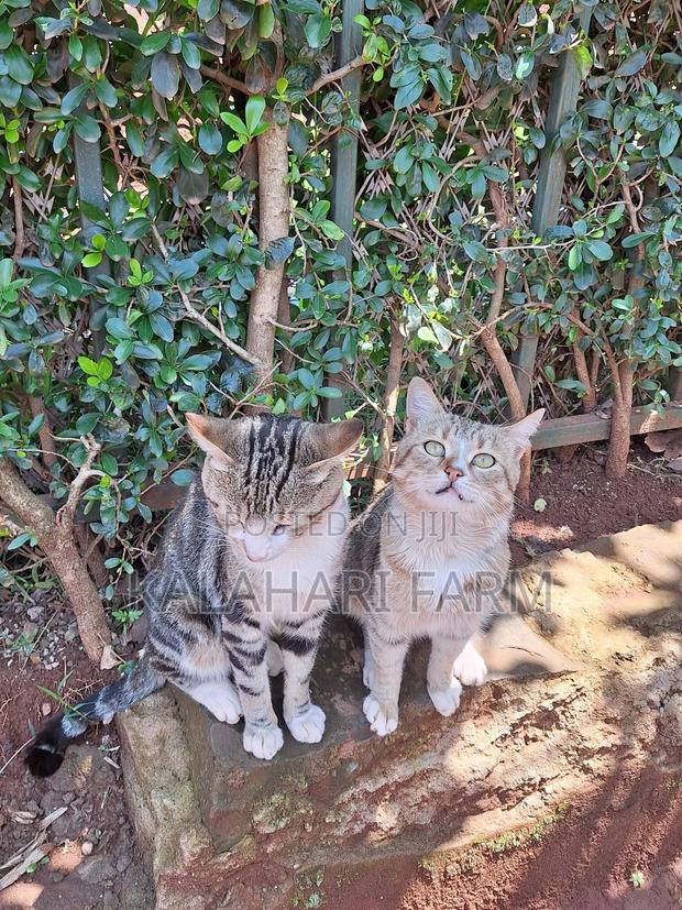 6-12 months Male Purebred Tabby - thumbnail 10